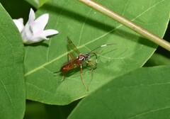 Ischnus inquisitorius