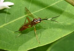 Ischnus inquisitorius