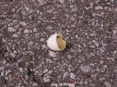 Streptopelia orientalis