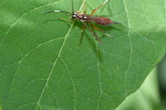 Ischnus inquisitorius