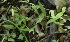 Microstegium vimineum