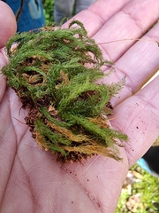 Pyrrhobryum paramattense