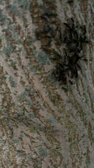 Cerastipsocus venosus