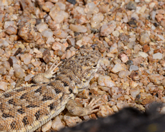 Liolaemus nigromaculatus