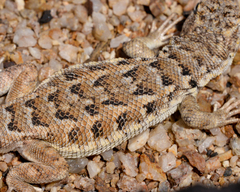 Liolaemus nigromaculatus