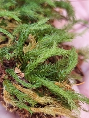 Pyrrhobryum paramattense