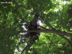 Streptopelia orientalis