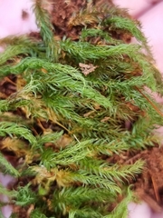 Pyrrhobryum paramattense