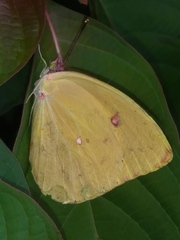 Aphrissa neleis