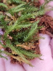 Pyrrhobryum paramattense