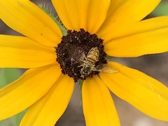 Toxomerus marginatus