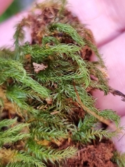 Pyrrhobryum paramattense