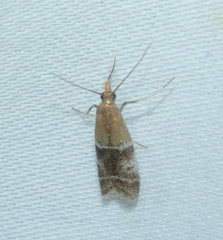 Moodna pallidostrinella
