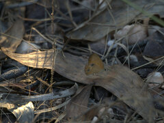 Hypocysta adiante antirius