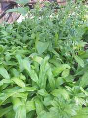 Micranthes micranthidifolia