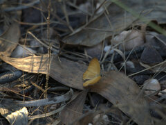 Hypocysta adiante antirius