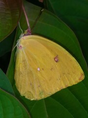 Aphrissa neleis