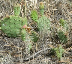 Opuntia cymochila