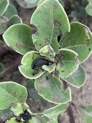 Phola octodecimguttata