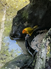 Ploceus castaneiceps