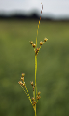 Juncus dudleyi