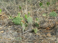 Opuntia cymochila