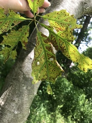 Apiognomonia errabunda