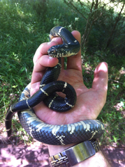 Lampropeltis getula