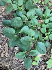Chrysogonum