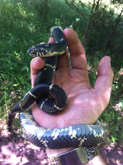 Lampropeltis getula