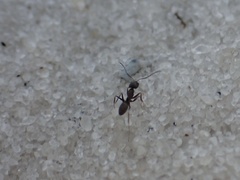 Dorymyrmex grandulus