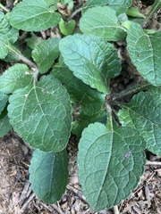 Chrysogonum