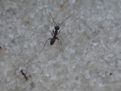Dorymyrmex grandulus