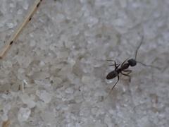 Dorymyrmex grandulus