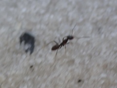 Dorymyrmex grandulus