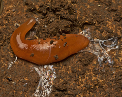Argonemertes hillii