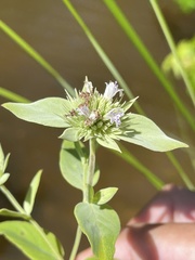 Pycnanthemum setosum