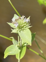 Pycnanthemum setosum
