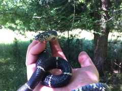 Lampropeltis getula