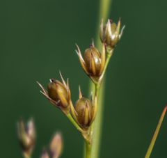 Juncus dudleyi