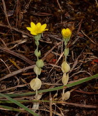 Blackstonia acuminata
