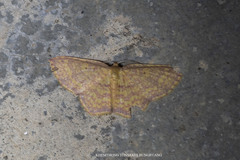 Eois lunulosa