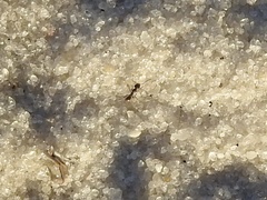 Dorymyrmex grandulus