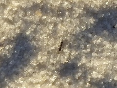 Dorymyrmex grandulus