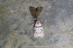Cyana perornata