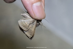 Ericeia subcinerea