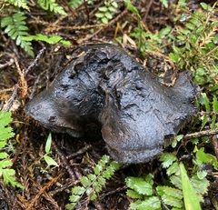 Sarcodon carbonarius