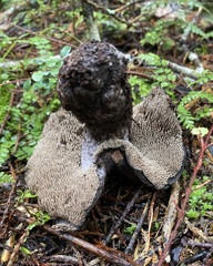 Sarcodon carbonarius