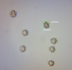 Sarcodon carbonarius