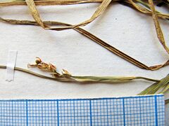 Carex lanceolata